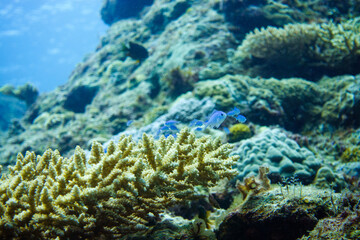 Fototapeta na wymiar I went scuba diving in the Kerama Islands in Okinawa. 