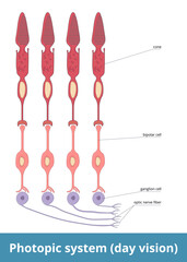 Photopic system (day vision). Each cone is directly connected to the brain through bipolar and ganglion cells, sp each optic nerve fiber represents area of retina, and vision in bright light is sharp.