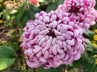 large purple flower.