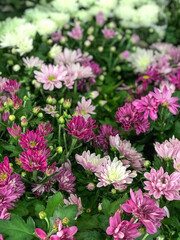 Fototapeta premium Mix of Chrysanthemum Flowers in the Flowerpots. Natural Light Selective Focus