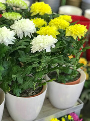 Fototapeta na wymiar Mix of Chrysanthemum Flowers in the Flowerpots. Natural Light Selective Focus