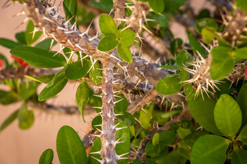 Euphorbia milii, the crown of thorns, Christ plant, or Christ thorn