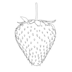Strawberry outline from black lines isolated on white background. 3D. Vector illustration.