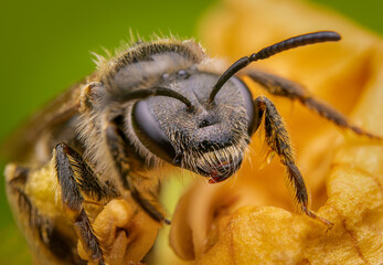 Macrophotography with the head of a small bee on green background. Extremely close-up portrait and details.