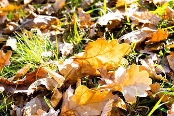 Fallen yellow and orange autumn leaves lying on the ground. Autumn Leaf Background