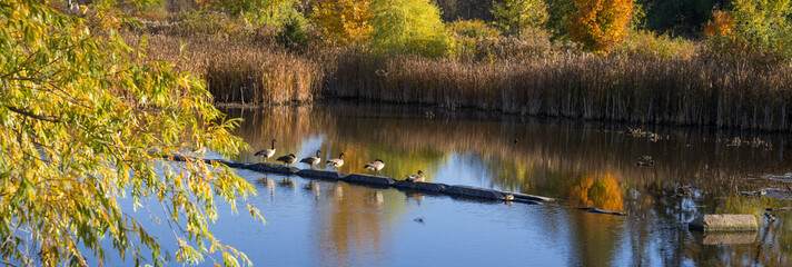 Tranquil pond in fall with a flock of Canada geese