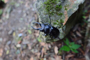 Stag beetles, a group of about 1,200 species of beetle in the family Lucanidae