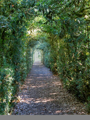 pathway leading through a covered wooden arch tunnel  and foliage 