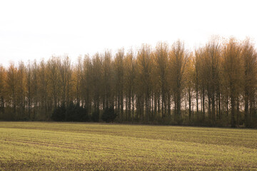 Fototapeta premium Autumn Leaves & Trees In Oxfordshire