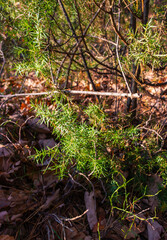 Obraz premium Young small symmetrical spruce in a mixed forest