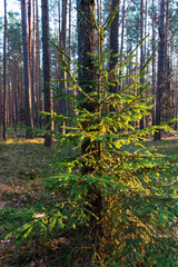 Young small symmetrical spruce in a mixed forest