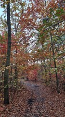 autumn in the woods