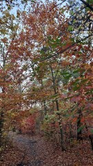 autumn in the forest