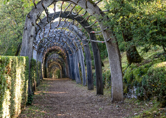 pathway leading through a covered wooden arch tunnel  and foliage 