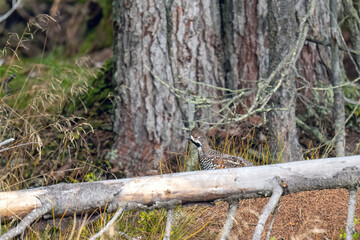 a hazel grouse, tetrastes bonasia,  perching on a branch