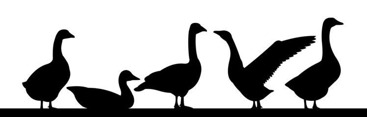 Geese grazing. Scenery Black silhouette. Agricultural farm bird. Object isolated on white background. Vector