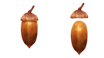 ドングリ（コナラの実）の水彩風背景透過イラストセット