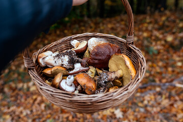 a full basket of harvested forest mushrooms