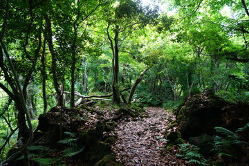 fresh green forest in the sunlight
