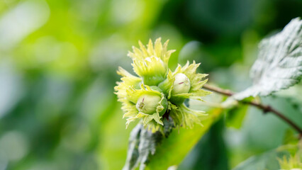 ripe nuts on a tree. nut harvest