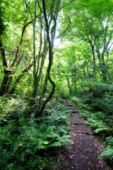 fine path in spring forest