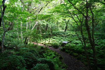 fresh green forest in the sunlight