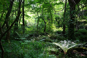 fern in the gleaming sunlight