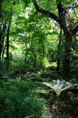 fern in the gleaming sunlight