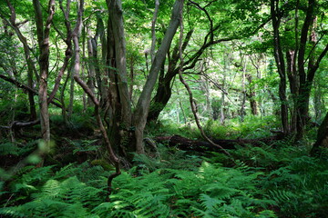 old trees and vines in wild forest