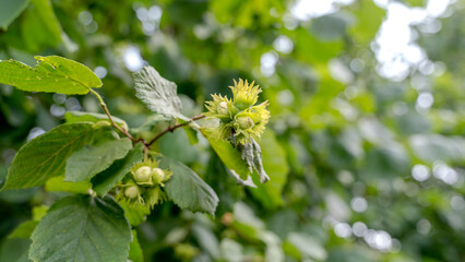 ripe nuts on a tree. nut harvest