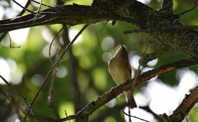 Obraz premium Oiseau sur branche