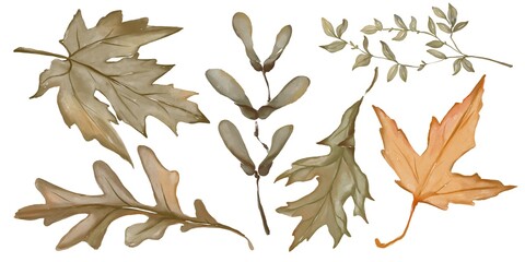 Watercolor autumn illustrations of fall leaves