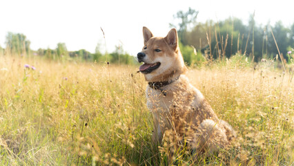 Shiba inu on a walk in the grass