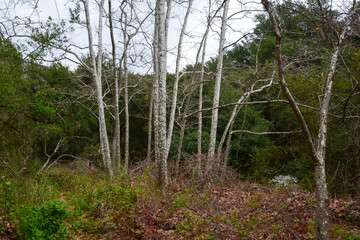 Trees along Hot Springs Trail, Montecito, California