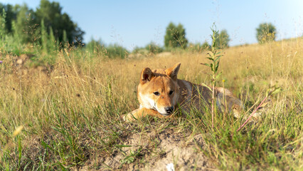Shiba inu on a walk in the grass