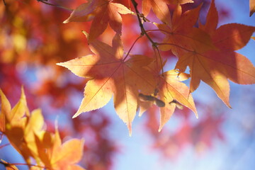 Fototapeta premium 快晴の空に紅葉の葉っぱの影が映る