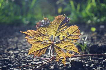 autumn leaf on the ground