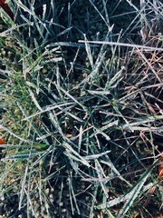 grasses close up covered with fine frost