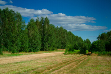Fototapeta na wymiar dried meadow in full sun on a summer day