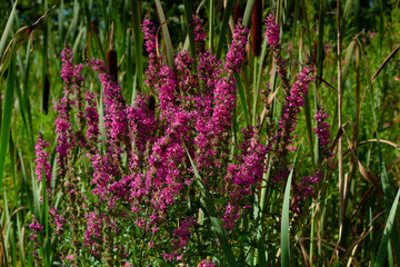 a concentration of Lythrum salicaria on a sunny day in a wet meadow with reeds and water sticks in the background