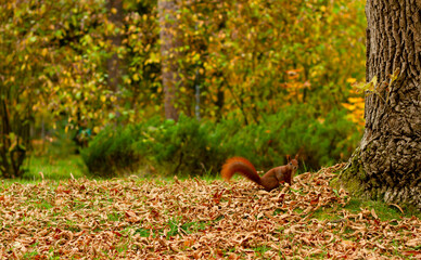 red squirrel in the park take a sit and wait till photo will be done