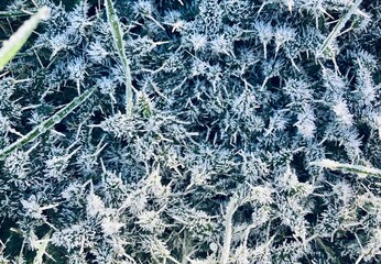 white thistle leaves covered with frost