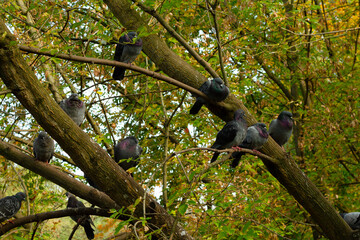 group of  city pigeons resting on a tree in the middle of the park 
