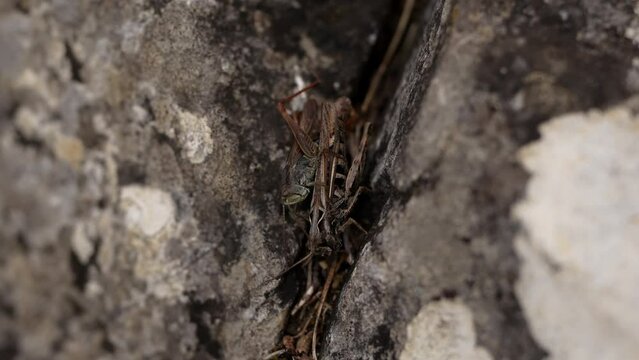 Two crickets (Gryllus Bimaculatus) are sitting between two pieces of rock. 4K close up insects filming video.