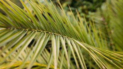 Tropical jungle palm foliage background. Beauty in tropical nature banner for wallpaper, travel or...
