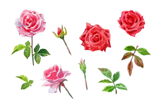 Watercolor pink roses and leaves collection