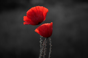 Red poppies flowers field for Remembrance day. - obrazy, fototapety, plakaty
