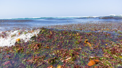Beach Ocean Water's Edge Sea Weed Marine Plants Landscape