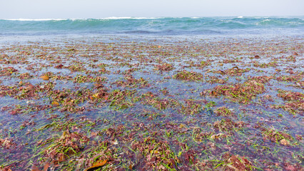 Beach Ocean Water's Edge Sea Weed Marine Plants Landscape