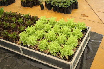 Green oak crop in row in box on brown floor.